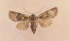 Lacanobia sp.